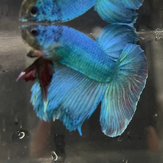 the-fish-farm Male Betta Male Betta - One Only - 11 Choose your favourite Male Betta from The Fish Farm Australia