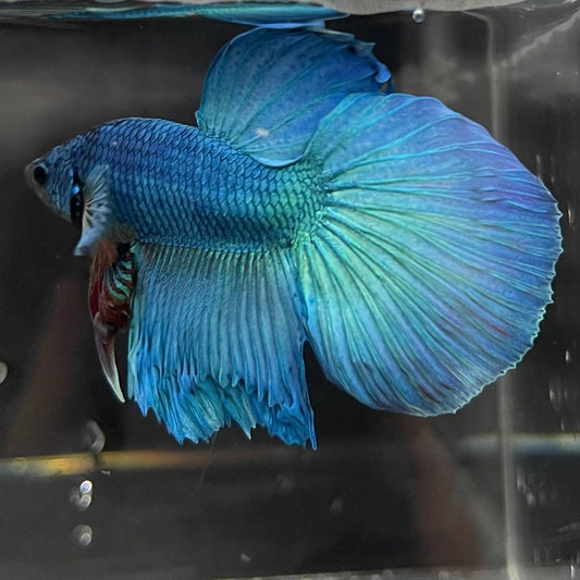 the-fish-farm Male Betta Male Betta - One Only - 11 Choose your favourite Male Betta from The Fish Farm Australia