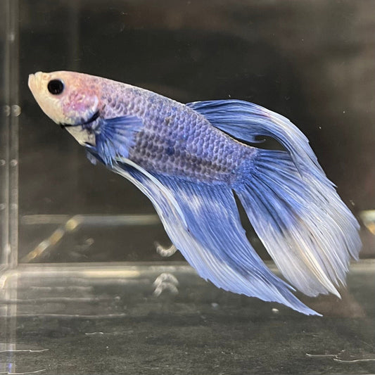 the-fish-farm Male Betta Male Betta - One Only - 11 Choose your favourite Male Betta from The Fish Farm Australia