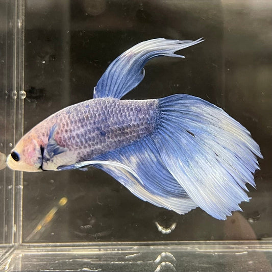 the-fish-farm Male Betta Male Betta - One Only - 11 Choose your favourite Male Betta from The Fish Farm Australia