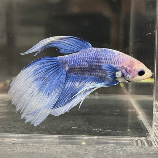 the-fish-farm Male Betta Male Betta - One Only - 11 Choose your favourite Male Betta from The Fish Farm Australia