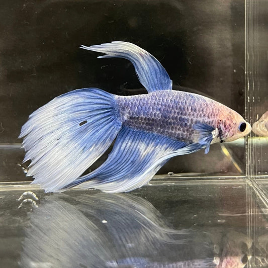 the-fish-farm Male Betta Male Betta - One Only - 11 Choose your favourite Male Betta from The Fish Farm Australia