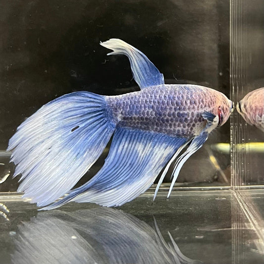 the-fish-farm Male Betta Male Betta - One Only - 11 Choose your favourite Male Betta from The Fish Farm Australia