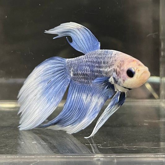 the-fish-farm Male Betta Male Betta - One Only - 11 Choose your favourite Male Betta from The Fish Farm Australia