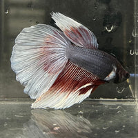 the-fish-farm Male Betta Male Betta - One Only - 11 Choose your favourite Male Betta from The Fish Farm Australia
