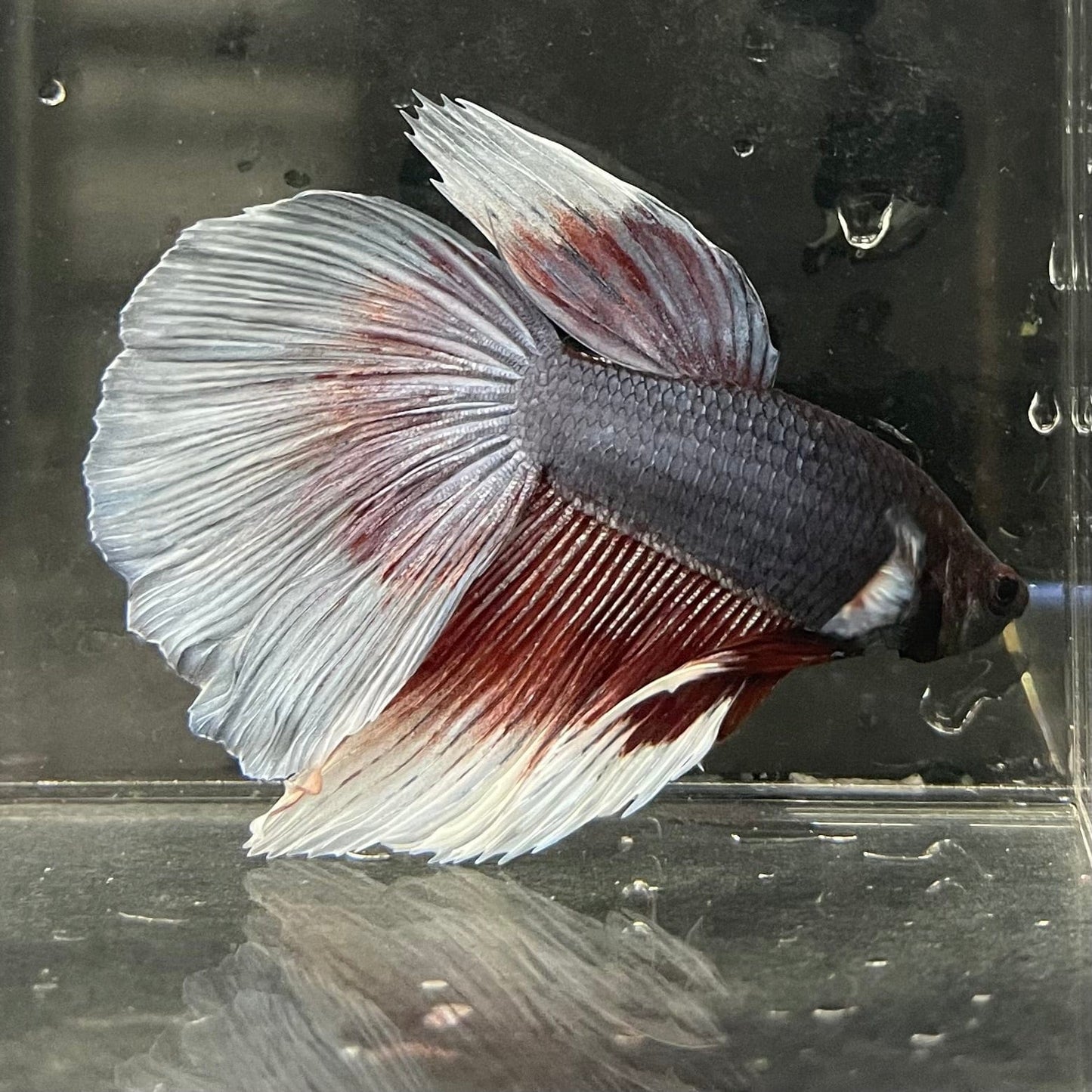 the-fish-farm Male Betta Male Betta - One Only - 11 Choose your favourite Male Betta from The Fish Farm Australia