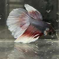 the-fish-farm Male Betta Male Betta - One Only - 11 Choose your favourite Male Betta from The Fish Farm Australia