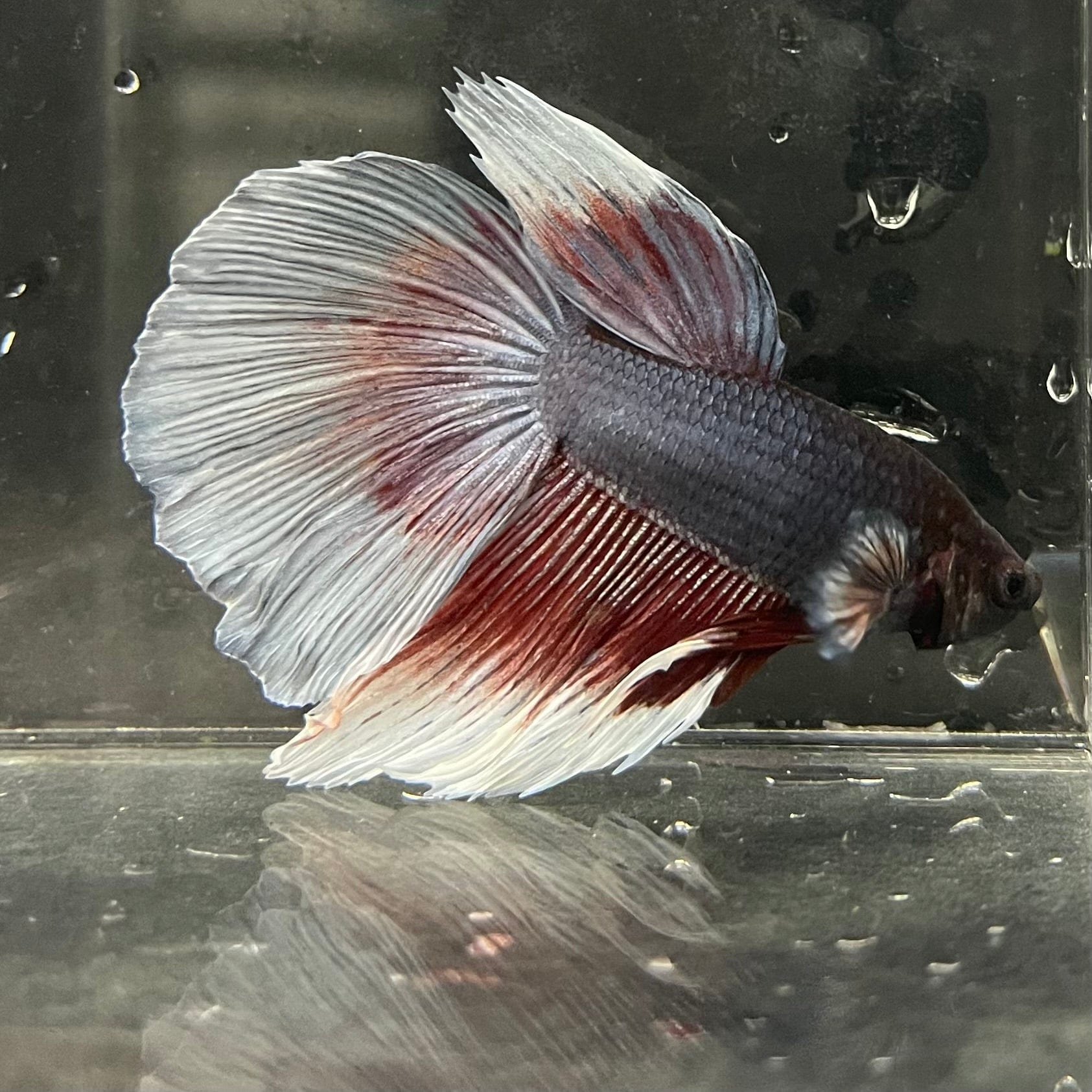 the-fish-farm Male Betta Male Betta - One Only - 11 Choose your favourite Male Betta from The Fish Farm Australia