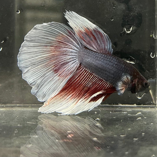 the-fish-farm Male Betta Male Betta - One Only - 11 Choose your favourite Male Betta from The Fish Farm Australia