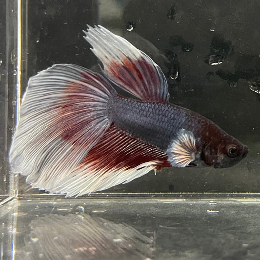 the-fish-farm Male Betta Male Betta - One Only - 11 Choose your favourite Male Betta from The Fish Farm Australia