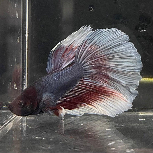 the-fish-farm Male Betta Male Betta - One Only - 11 Choose your favourite Male Betta from The Fish Farm Australia