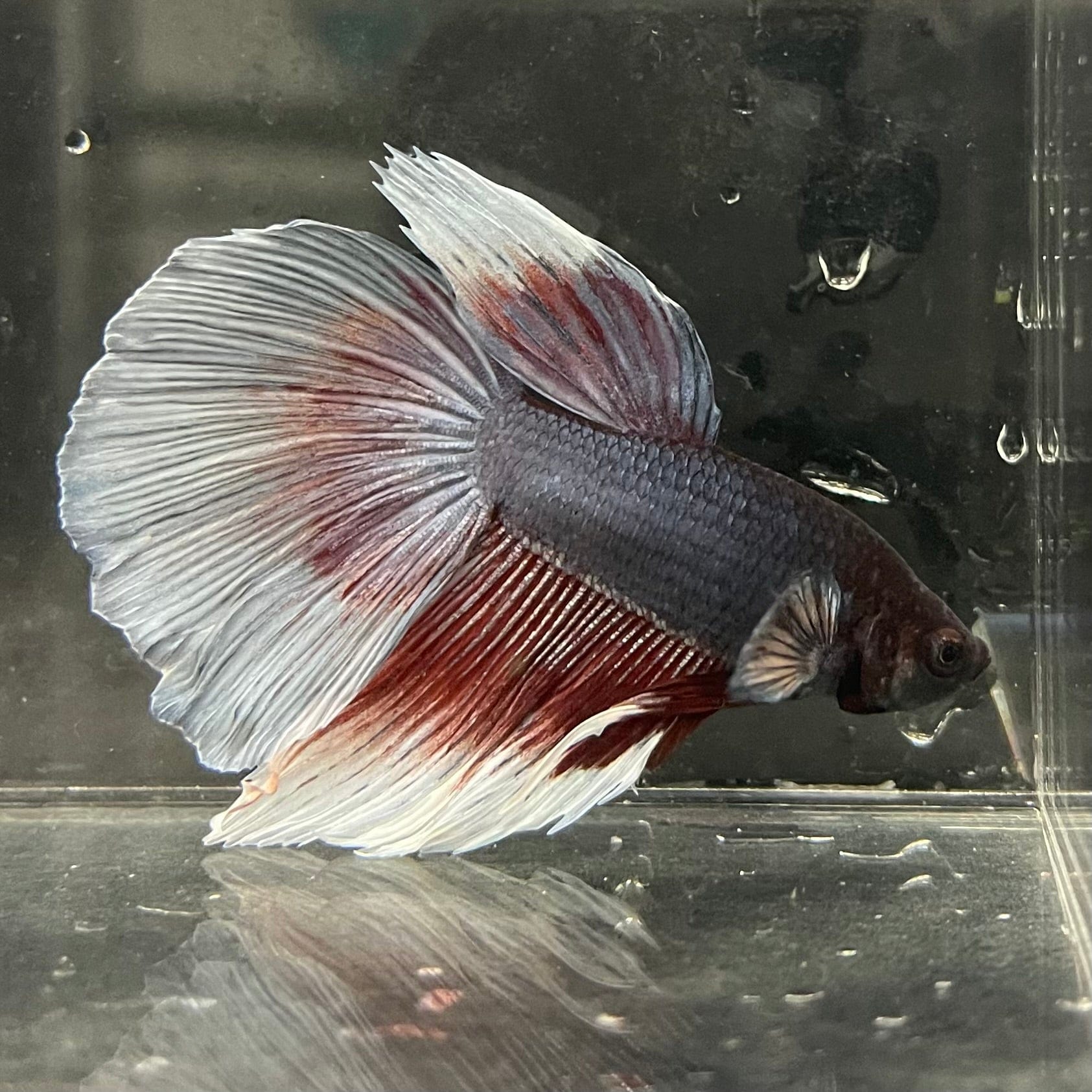 the-fish-farm Male Betta Male Betta - One Only - 11 Choose your favourite Male Betta from The Fish Farm Australia