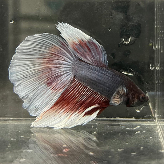 the-fish-farm Male Betta Male Betta - One Only - 11 Choose your favourite Male Betta from The Fish Farm Australia