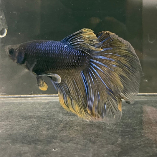 the-fish-farm Male Betta Male Betta - One Only - 11 Choose your favourite Male Betta from The Fish Farm Australia