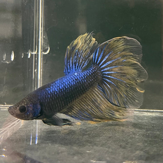 the-fish-farm Male Betta Male Betta - One Only - 11 Choose your favourite Male Betta from The Fish Farm Australia