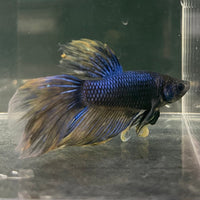 the-fish-farm Male Betta Male Betta - One Only - 11 Choose your favourite Male Betta from The Fish Farm Australia