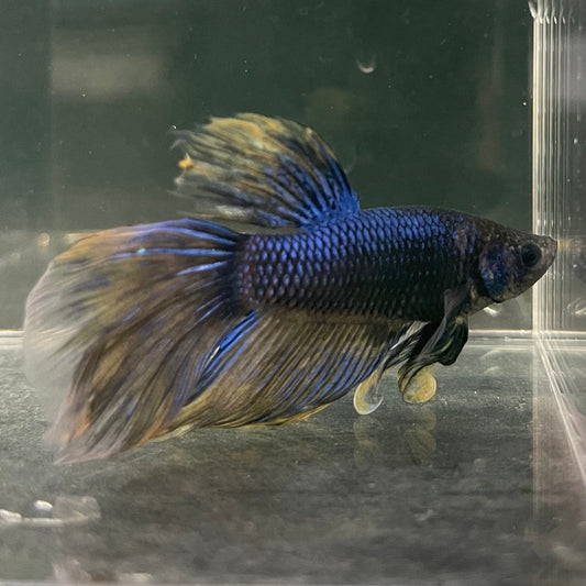 the-fish-farm Male Betta Male Betta - One Only - 11 Choose your favourite Male Betta from The Fish Farm Australia