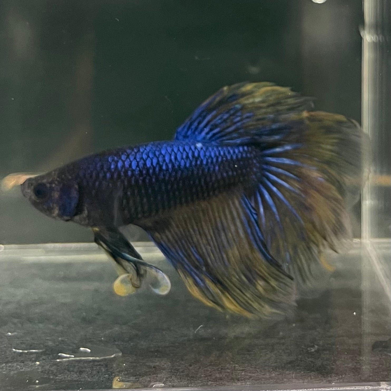 the-fish-farm Male Betta Male Betta - One Only - 11 Choose your favourite Male Betta from The Fish Farm Australia
