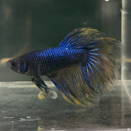 the-fish-farm Male Betta Male Betta - One Only - 11 Choose your favourite Male Betta from The Fish Farm Australia