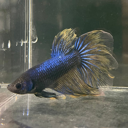 the-fish-farm Male Betta Male Betta - One Only - 11 Choose your favourite Male Betta from The Fish Farm Australia