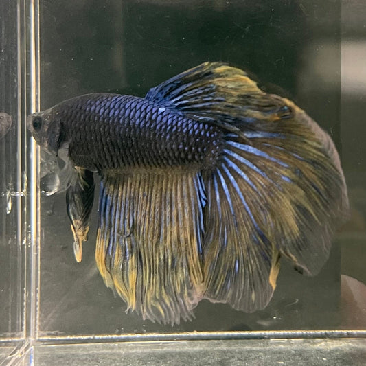 the-fish-farm Male Betta Male Betta - One Only - 11 Choose your favourite Male Betta from The Fish Farm Australia