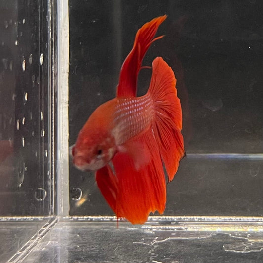 the-fish-farm Male Betta Male Betta - One Only - 11 Choose your favourite Male Betta from The Fish Farm Australia