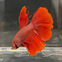 the-fish-farm Male Betta Male Betta - One Only - 11 Choose your favourite Male Betta from The Fish Farm Australia