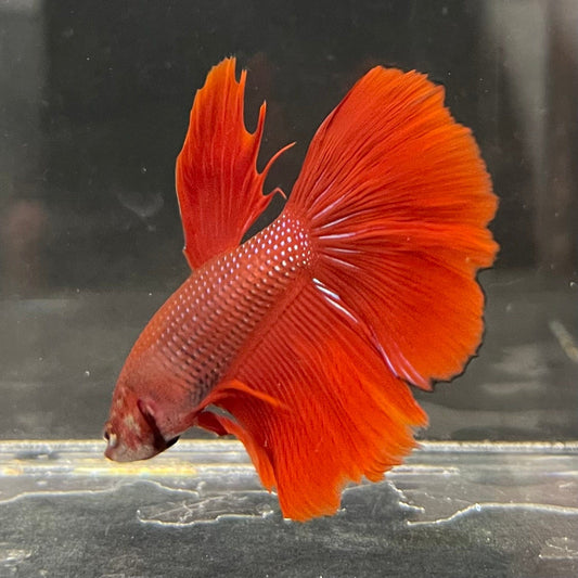 the-fish-farm Male Betta Male Betta - One Only - 11 Choose your favourite Male Betta from The Fish Farm Australia