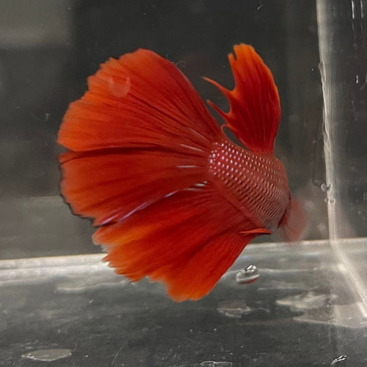 the-fish-farm Male Betta Male Betta - One Only - 11 Choose your favourite Male Betta from The Fish Farm Australia