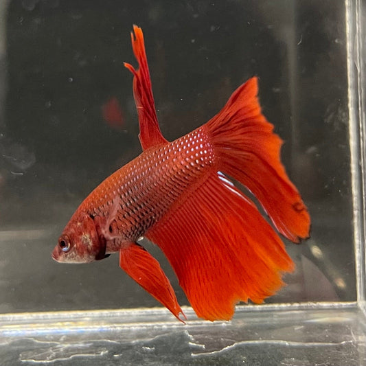the-fish-farm Male Betta Male Betta - One Only - 11 Choose your favourite Male Betta from The Fish Farm Australia