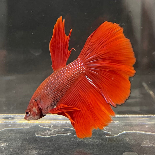 the-fish-farm Male Betta Male Betta - One Only - 11 Choose your favourite Male Betta from The Fish Farm Australia