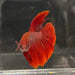 the-fish-farm Male Betta Male Betta - One Only - 11 Choose your favourite Male Betta from The Fish Farm Australia