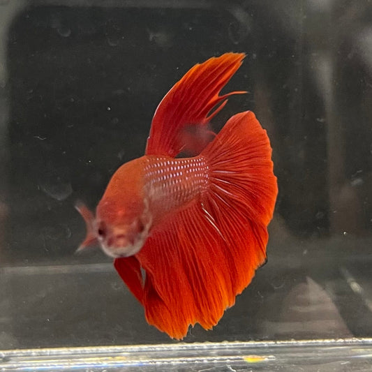 the-fish-farm Male Betta Male Betta - One Only - 11 Choose your favourite Male Betta from The Fish Farm Australia