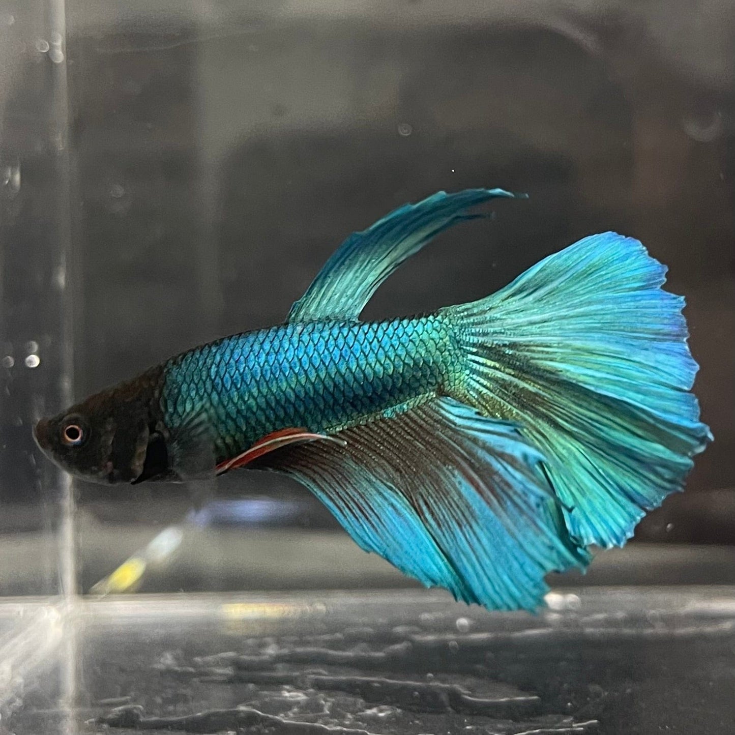 the-fish-farm Male Betta Male Betta - One Only - 11 Choose your favourite Male Betta from The Fish Farm Australia