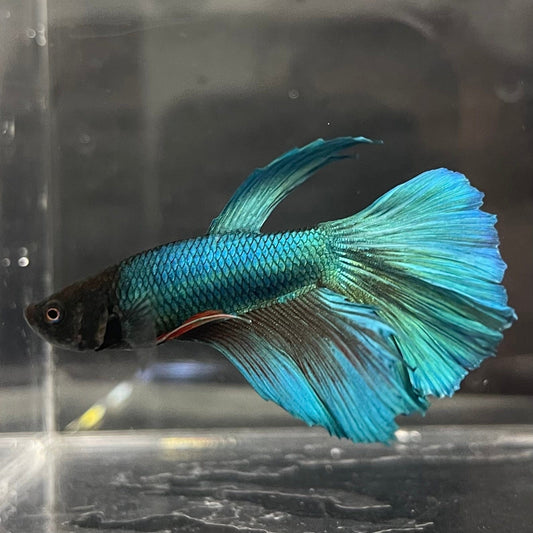 the-fish-farm Male Betta Male Betta - One Only - 11 Choose your favourite Male Betta from The Fish Farm Australia