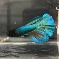 the-fish-farm Male Betta Male Betta - One Only - 11 Choose your favourite Male Betta from The Fish Farm Australia