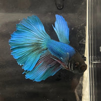 the-fish-farm Male Betta Male Betta - One Only - 11 Choose your favourite Male Betta from The Fish Farm Australia