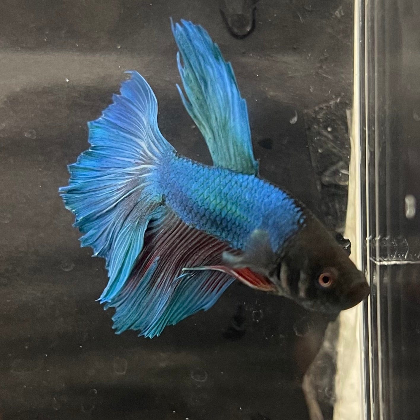 the-fish-farm Male Betta Male Betta - One Only - 11 Choose your favourite Male Betta from The Fish Farm Australia