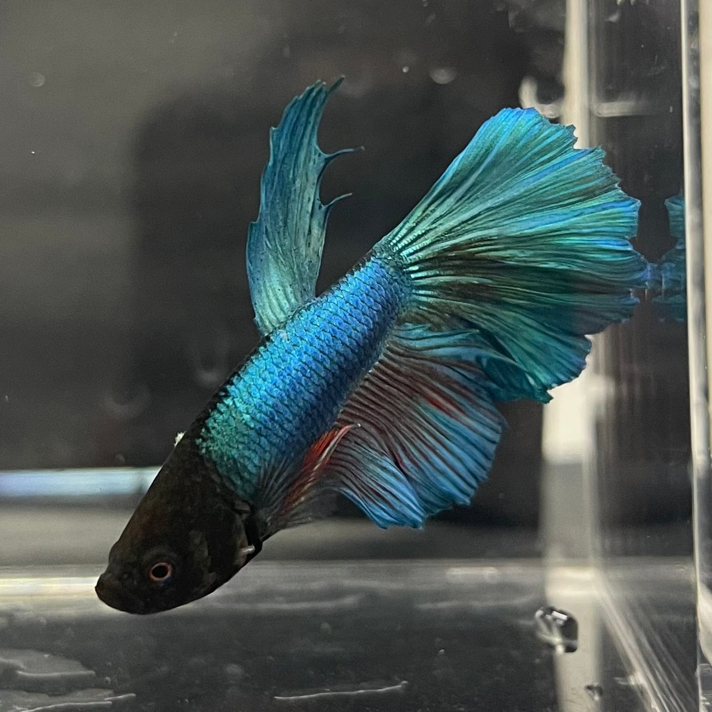 the-fish-farm Male Betta Male Betta - One Only - 11 Choose your favourite Male Betta from The Fish Farm Australia