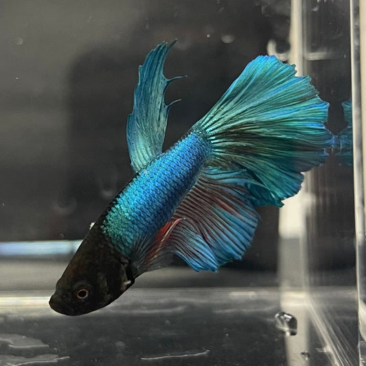 the-fish-farm Male Betta Male Betta - One Only - 11 Choose your favourite Male Betta from The Fish Farm Australia