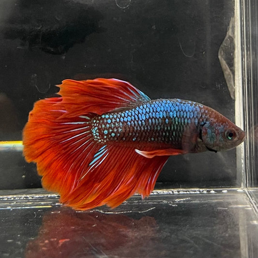 the-fish-farm Male Betta Male Betta - One Only - 11 Choose your favourite Male Betta from The Fish Farm Australia