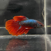 the-fish-farm Male Betta Male Betta - One Only - 11 Choose your favourite Male Betta from The Fish Farm Australia