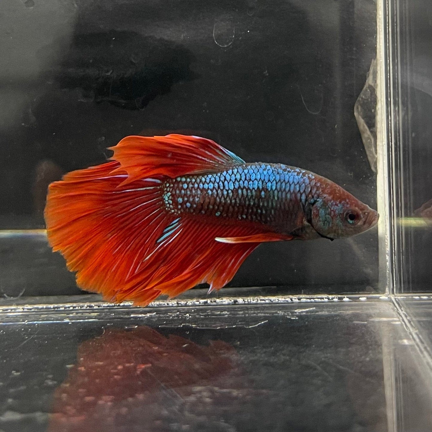 the-fish-farm Male Betta Male Betta - One Only - 11 Choose your favourite Male Betta from The Fish Farm Australia