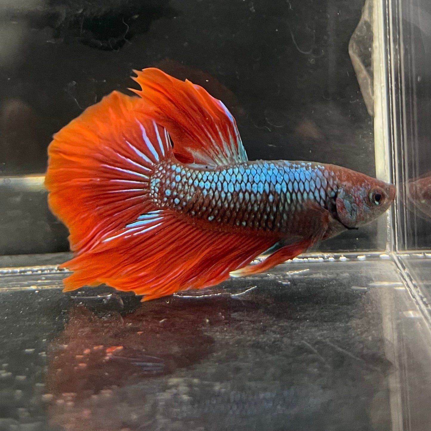 the-fish-farm Male Betta Male Betta - One Only - 11 Choose your favourite Male Betta from The Fish Farm Australia