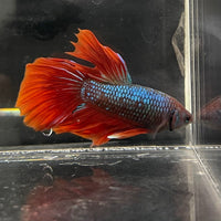 the-fish-farm Male Betta Male Betta - One Only - 11 Choose your favourite Male Betta from The Fish Farm Australia