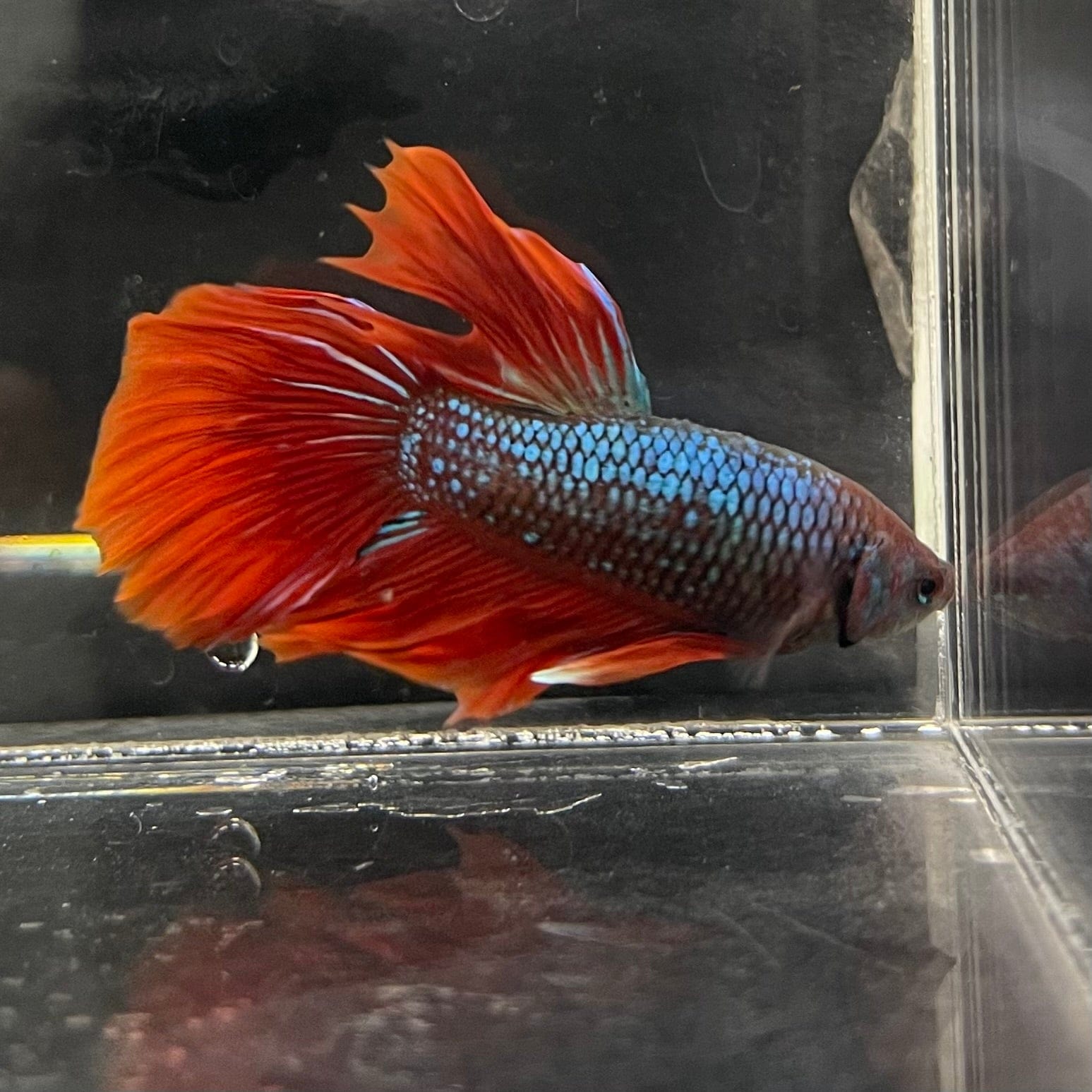 the-fish-farm Male Betta Male Betta - One Only - 11 Choose your favourite Male Betta from The Fish Farm Australia