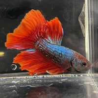 the-fish-farm Male Betta Male Betta - One Only - 11 Choose your favourite Male Betta from The Fish Farm Australia