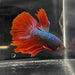 the-fish-farm Male Betta Male Betta - One Only - 11 Choose your favourite Male Betta from The Fish Farm Australia