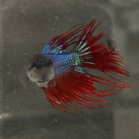 the-fish-farm Male Betta Male Betta - One Only - 11 Choose your favourite Male Betta from The Fish Farm Australia