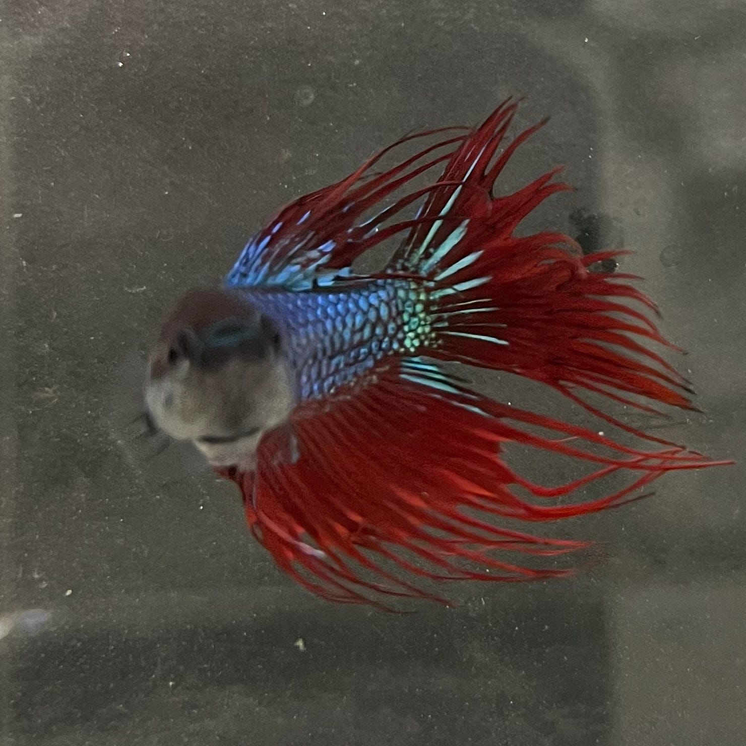 the-fish-farm Male Betta Male Betta - One Only - 11 Choose your favourite Male Betta from The Fish Farm Australia